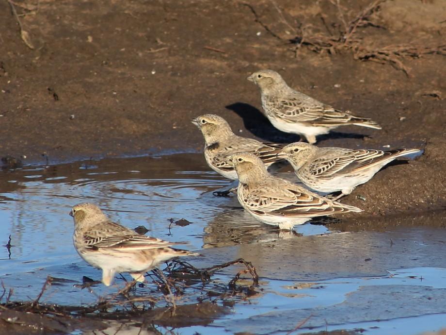 Detail Gambar Burung Pipit Musim Kemarau Nomer 34