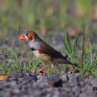 Detail Gambar Burung Pipit Musim Kemarau Nomer 48