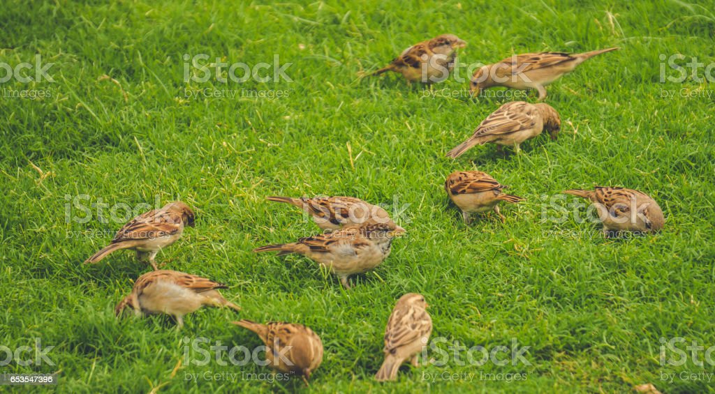 Detail Gambar Burung Pipit Musim Kemarau Nomer 7