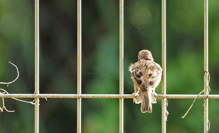 Detail Gambar Burung Pipit Musim Kemarau Nomer 8