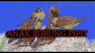 Detail Gambar Burung Pipit Terbang Nomer 27