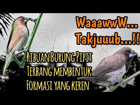 Detail Gambar Burung Pipit Terbang Nomer 46