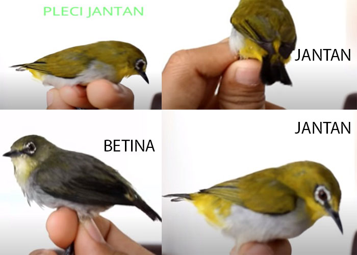 Detail Gambar Burung Pleci Jantan Dan Betina Nomer 27