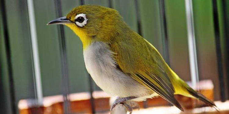 Detail Gambar Burung Pleci Jantan Dan Betina Nomer 29