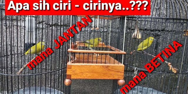 Detail Gambar Burung Pleci Jantan Dan Betina Nomer 46