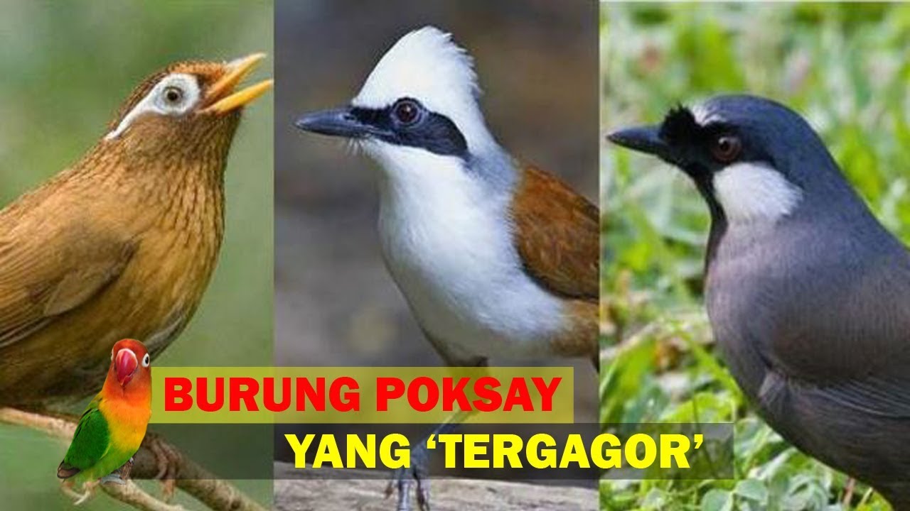 Detail Gambar Burung Poksay Nomer 30