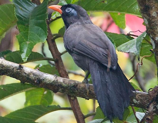 Gambar Burung Poksay Hitam - KibrisPDR