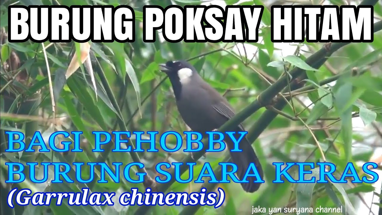 Detail Gambar Burung Poksay Hitam Nomer 31