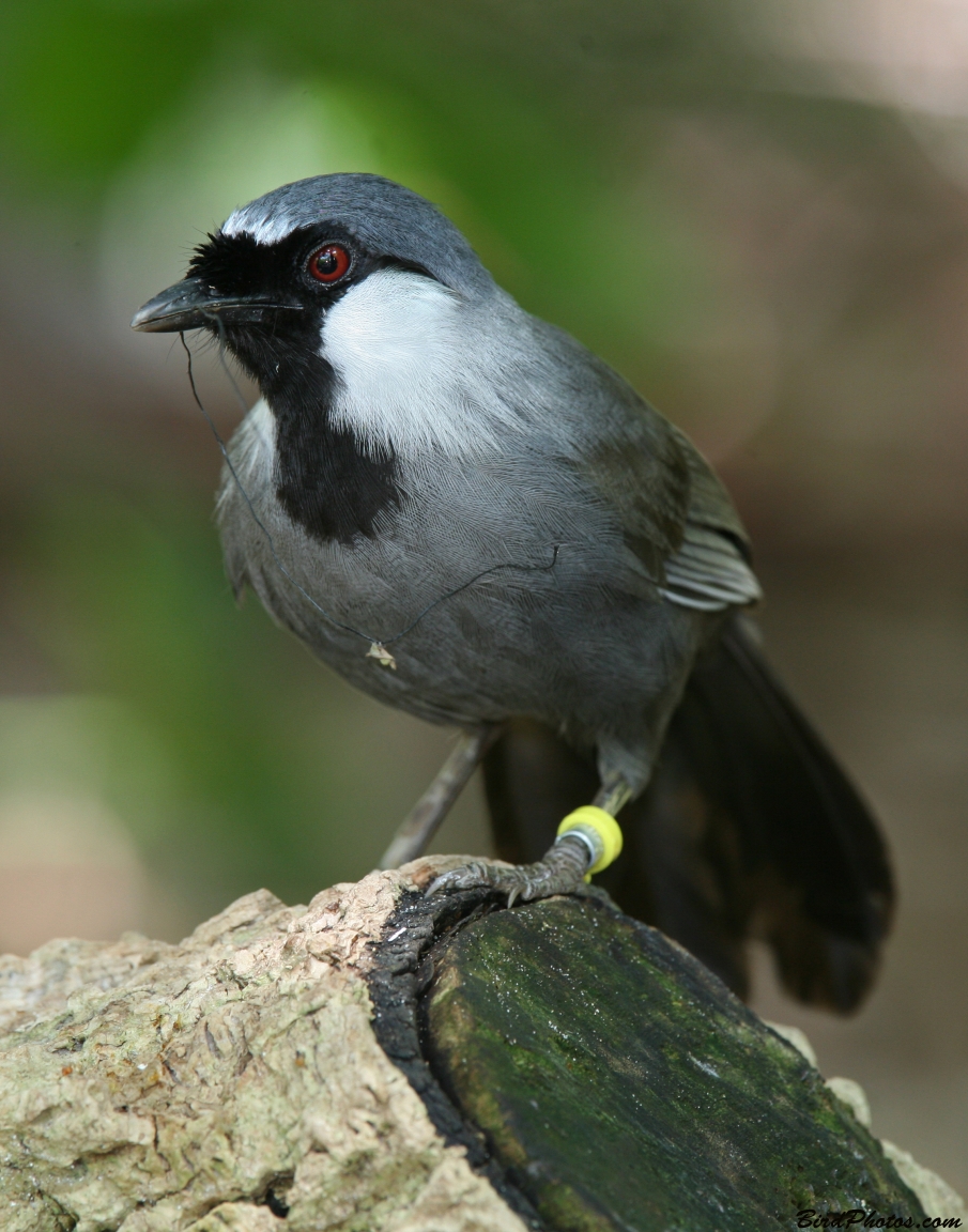 Detail Gambar Burung Poksay Hitam Nomer 35