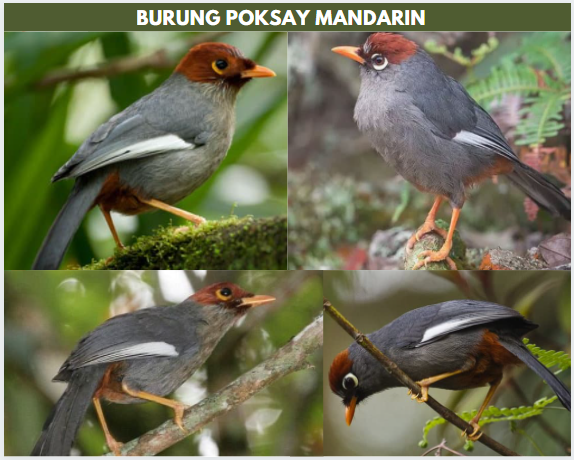 Detail Gambar Burung Poksay Hitam Nomer 40