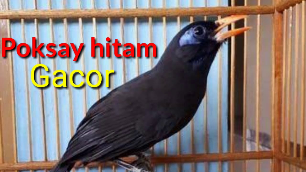 Detail Gambar Burung Poksay Hitam Nomer 8