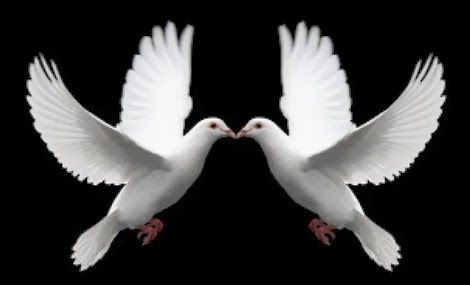 Gambar Burung Putih - KibrisPDR