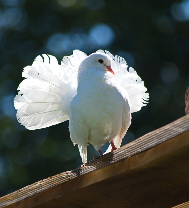 Detail Gambar Burung Putih Nomer 26