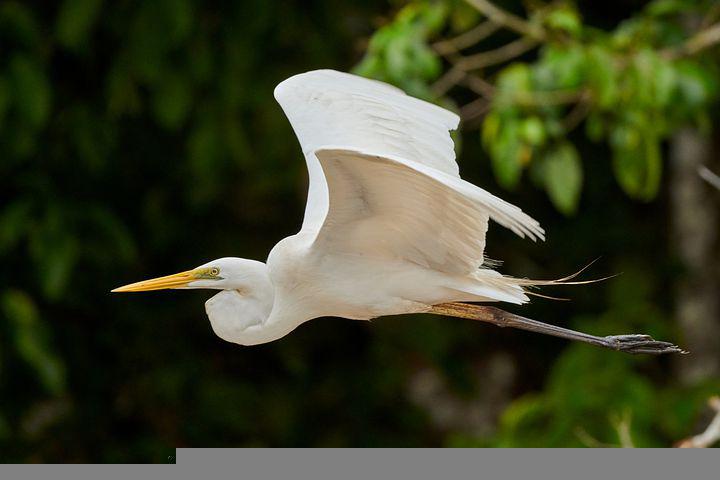 Detail Gambar Burung Putih Nomer 38