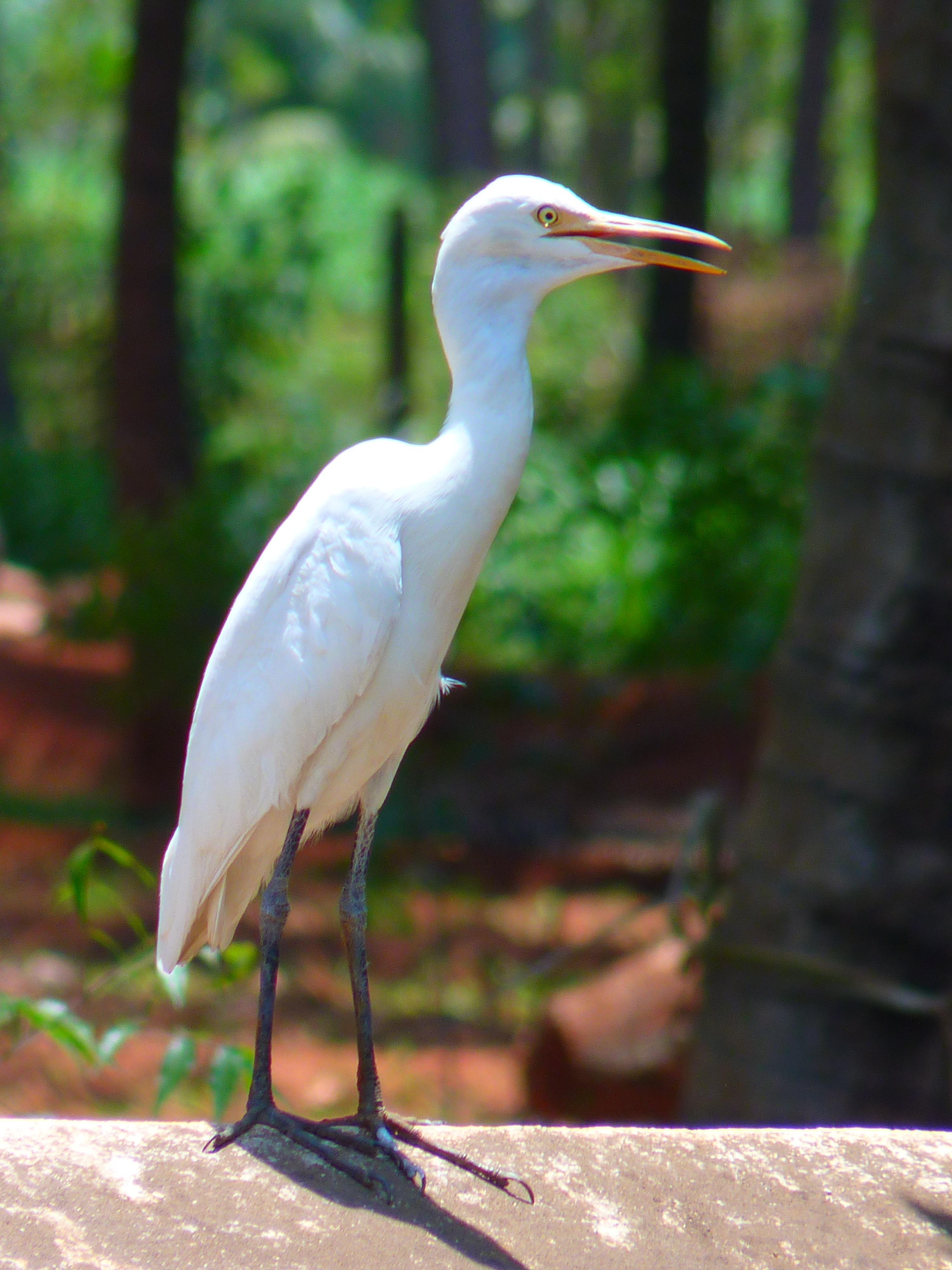 Detail Gambar Burung Putih Nomer 9