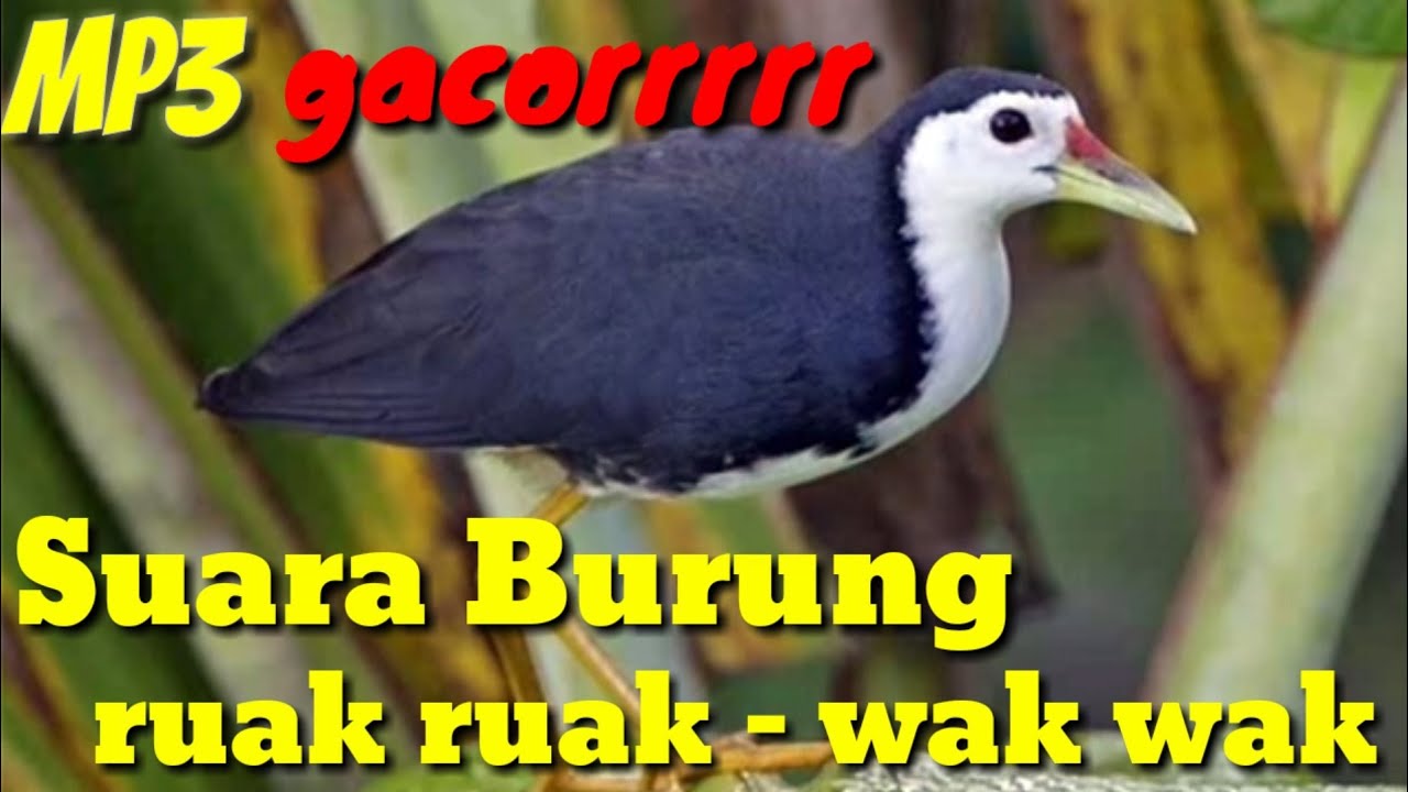 Gambar Burung Ruak Ruak - KibrisPDR