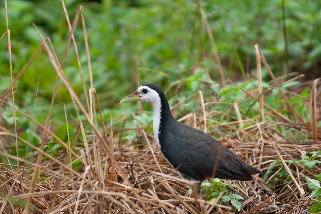 Detail Gambar Burung Ruak Ruak Nomer 20