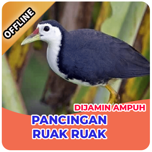 Detail Gambar Burung Ruak Ruak Nomer 44