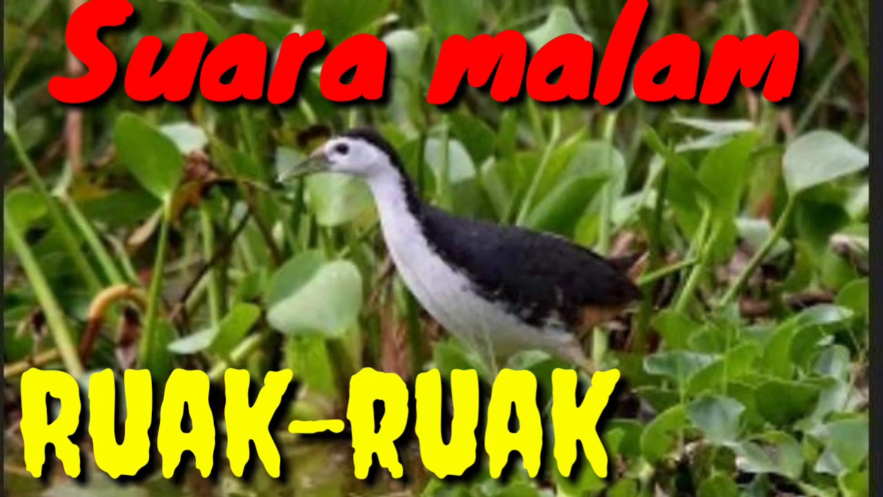 Detail Gambar Burung Ruak Ruak Nomer 47