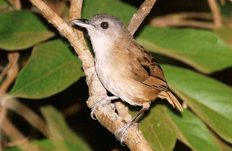 Gambar Burung Salakan - KibrisPDR