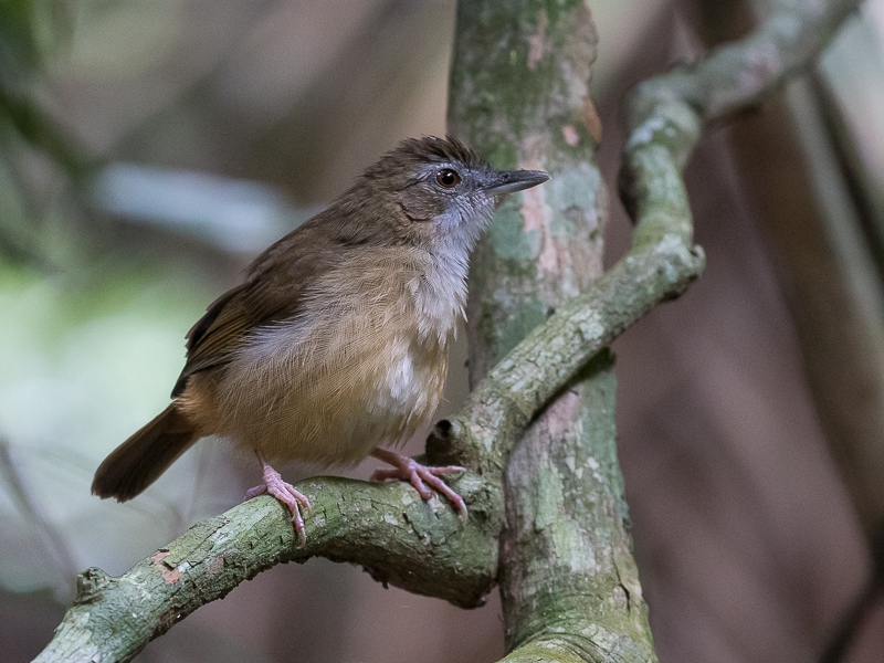 Detail Gambar Burung Salakan Nomer 24