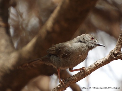 Detail Gambar Burung Salakan Nomer 36