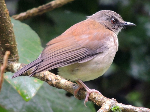 Detail Gambar Burung Salakan Nomer 40