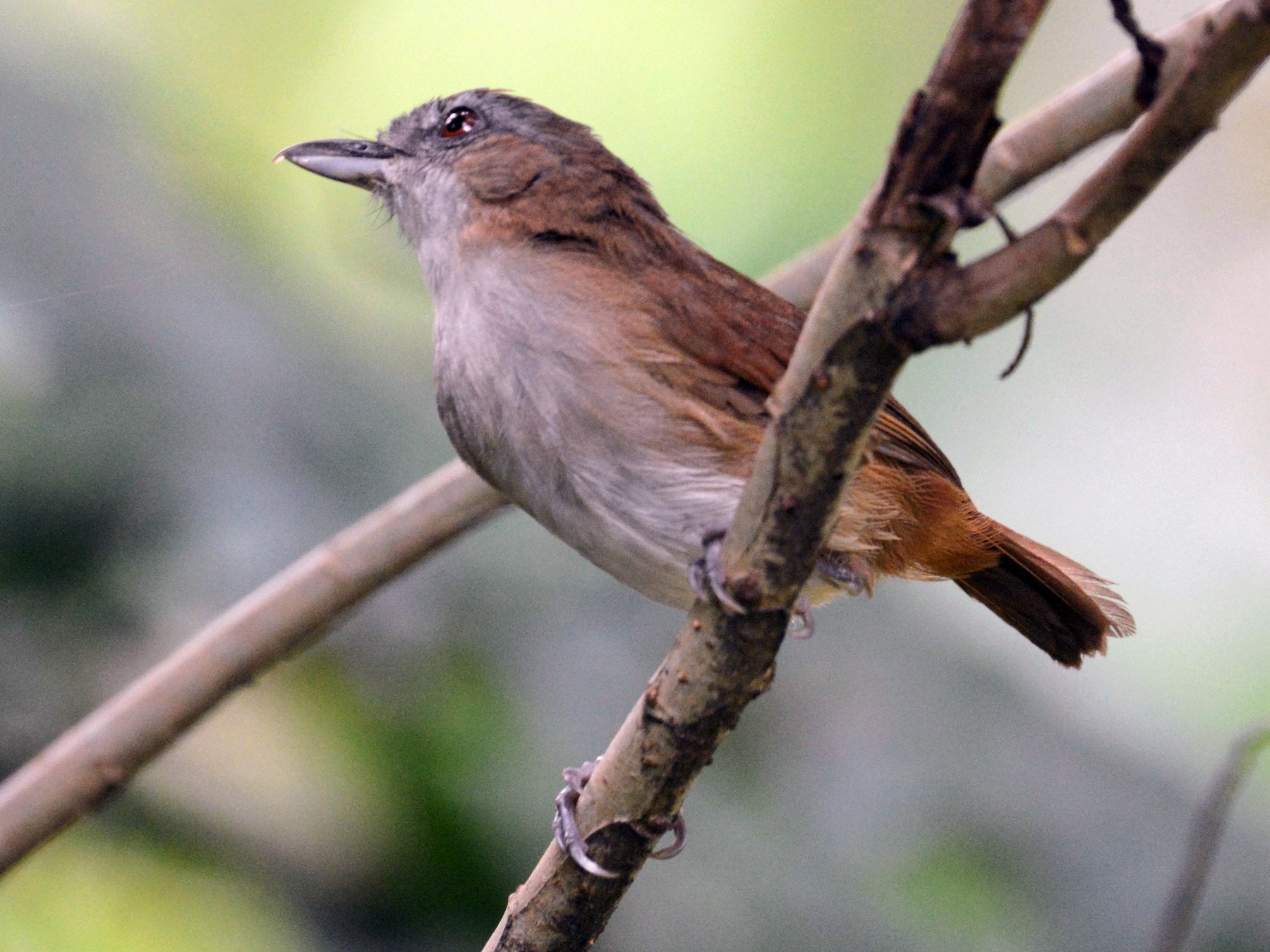 Detail Gambar Burung Salakan Nomer 9