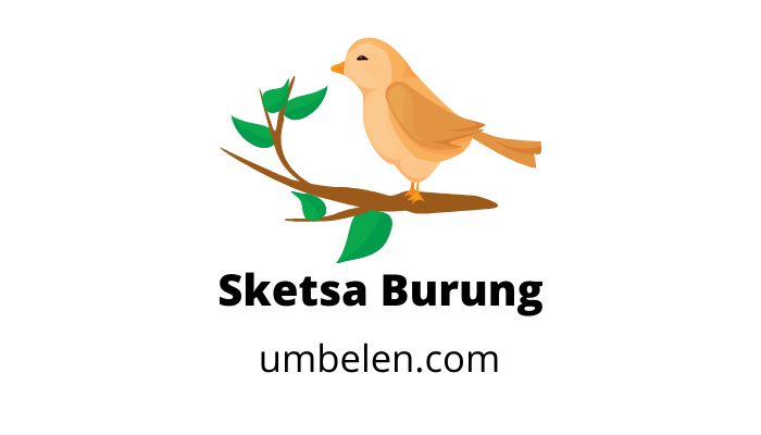 Detail Gambar Burung Sd Nomer 31