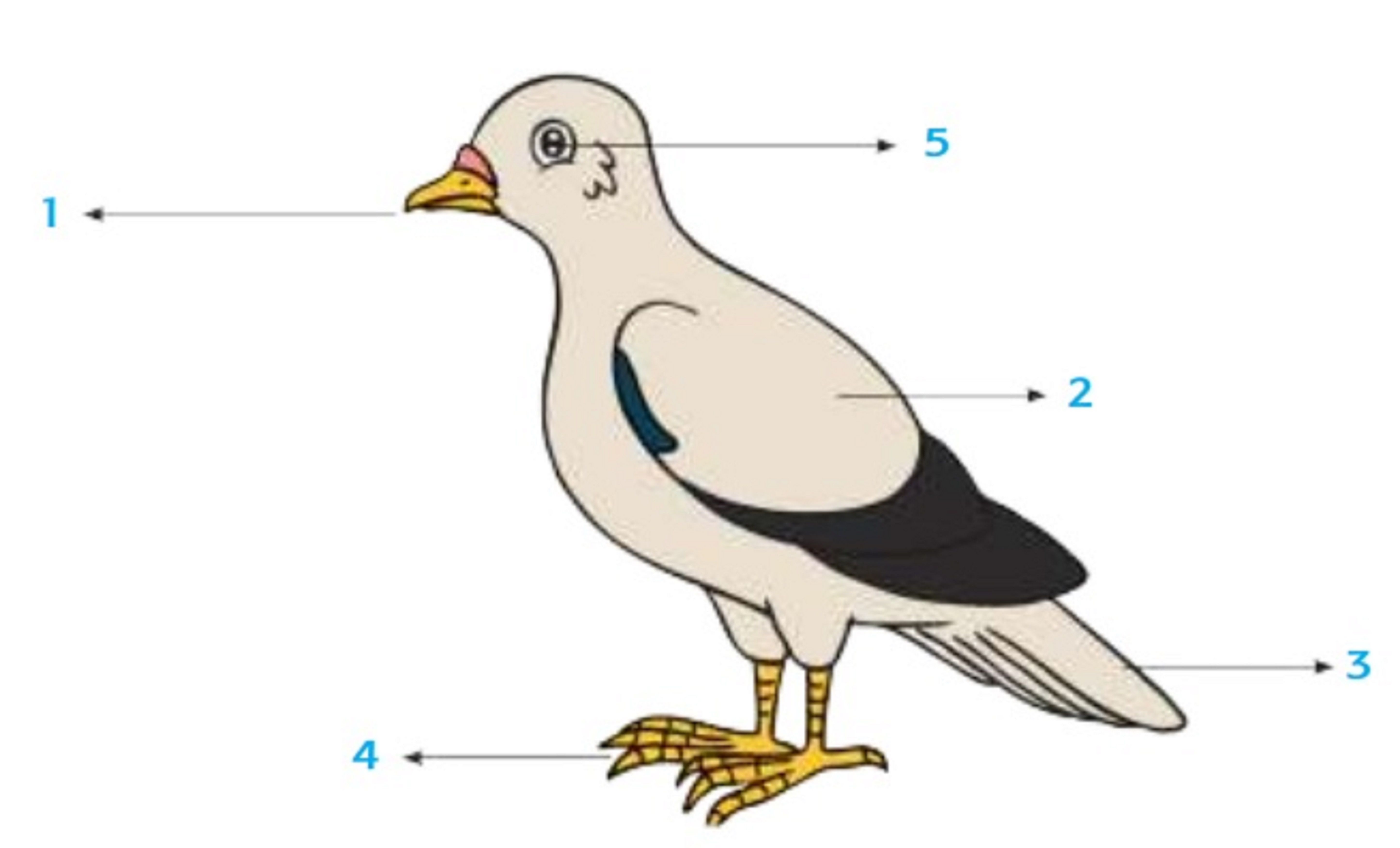 Detail Gambar Burung Sd Nomer 10