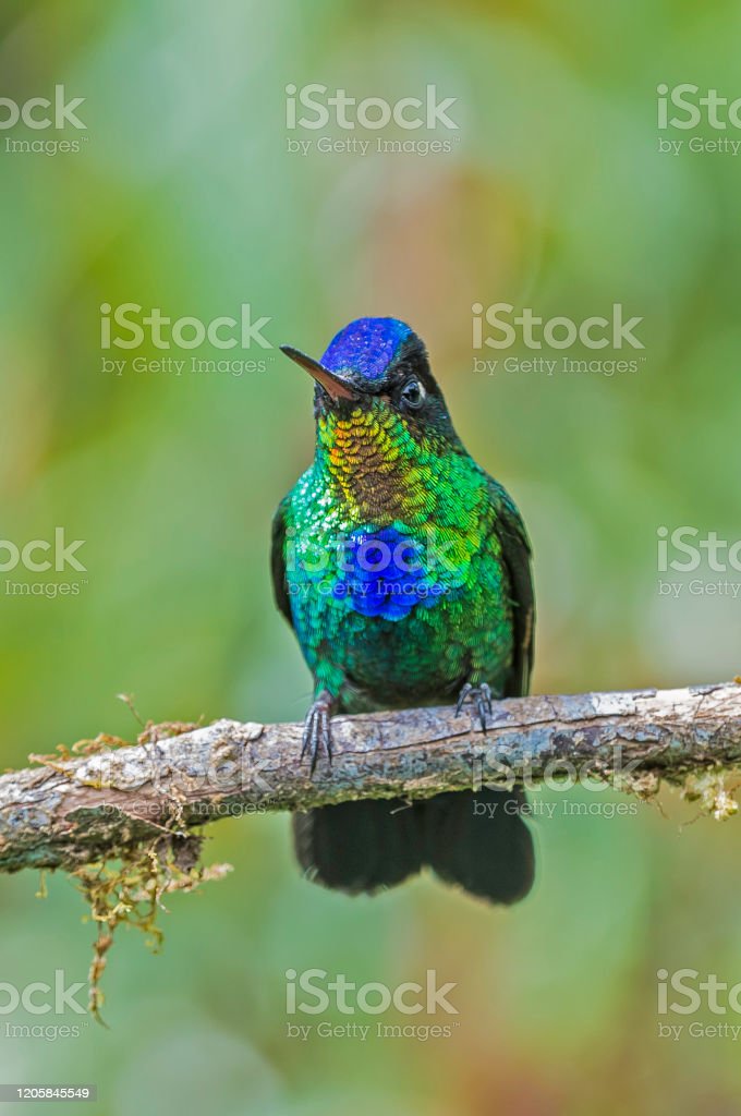 Detail Gambar Burung Sedang Di Hutan Nomer 15