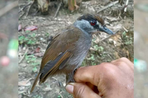 Detail Gambar Burung Sedang Di Hutan Nomer 21