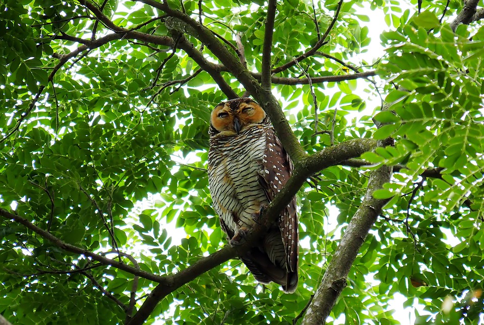 Detail Gambar Burung Sedang Di Hutan Nomer 25