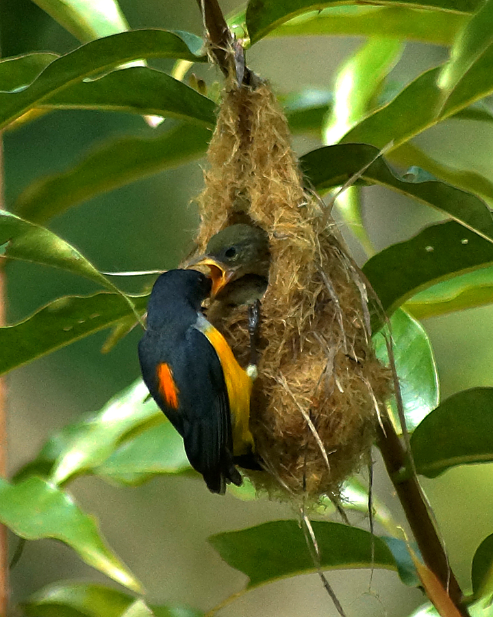 Detail Gambar Burung Sedang Di Hutan Nomer 28