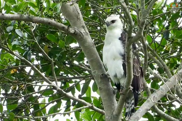 Detail Gambar Burung Sedang Di Hutan Nomer 29