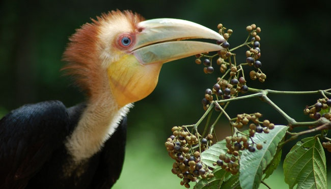 Detail Gambar Burung Sedang Di Hutan Nomer 30