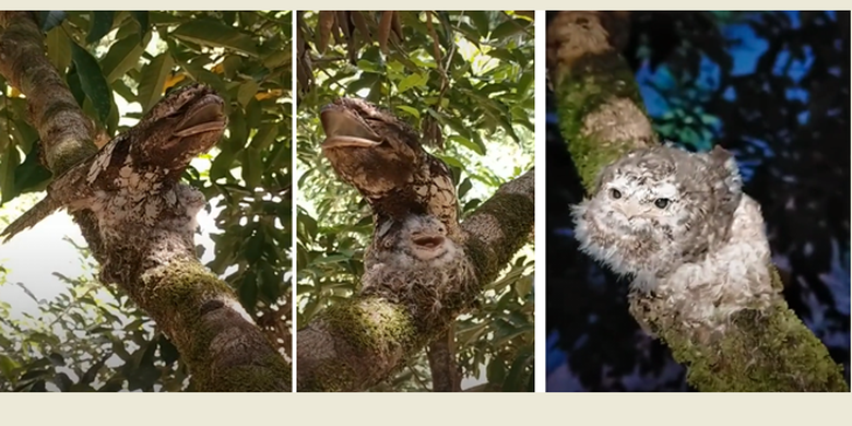 Detail Gambar Burung Sedang Di Hutan Nomer 39