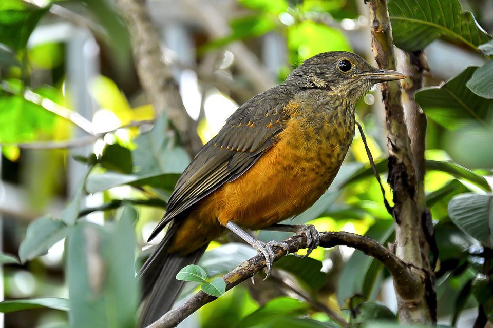 Detail Gambar Burung Sedang Di Hutan Nomer 5