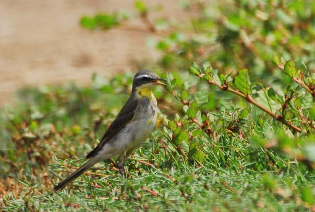 Detail Gambar Burung Sedang Di Hutan Nomer 46