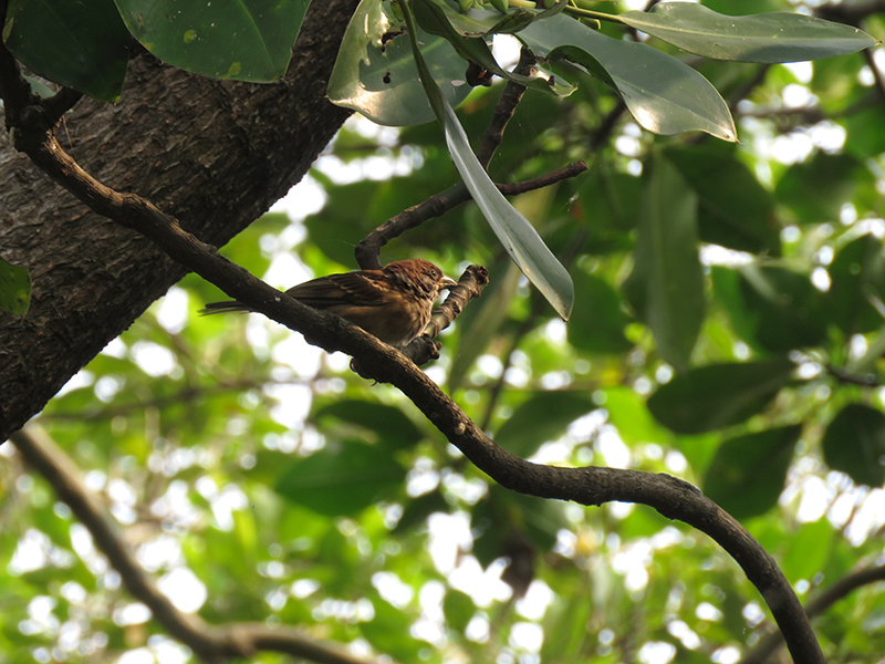 Detail Gambar Burung Sedang Di Hutan Nomer 6