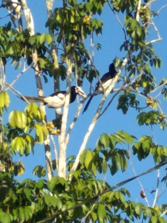 Detail Gambar Burung Sedang Di Hutan Nomer 53