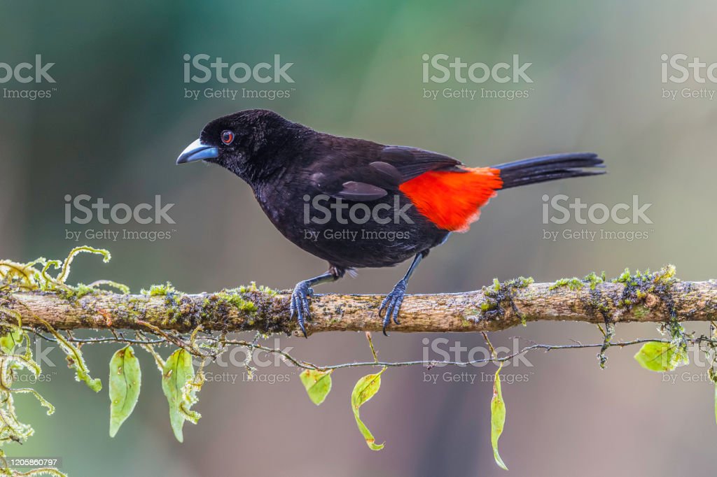 Detail Gambar Burung Sedang Di Hutan Nomer 7