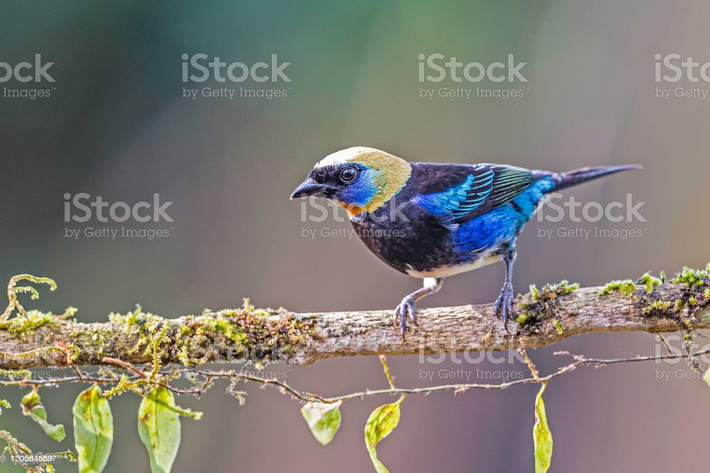 Detail Gambar Burung Sedang Di Hutan Nomer 9