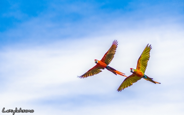 Detail Gambar Burung Sedang Terbang Nomer 20