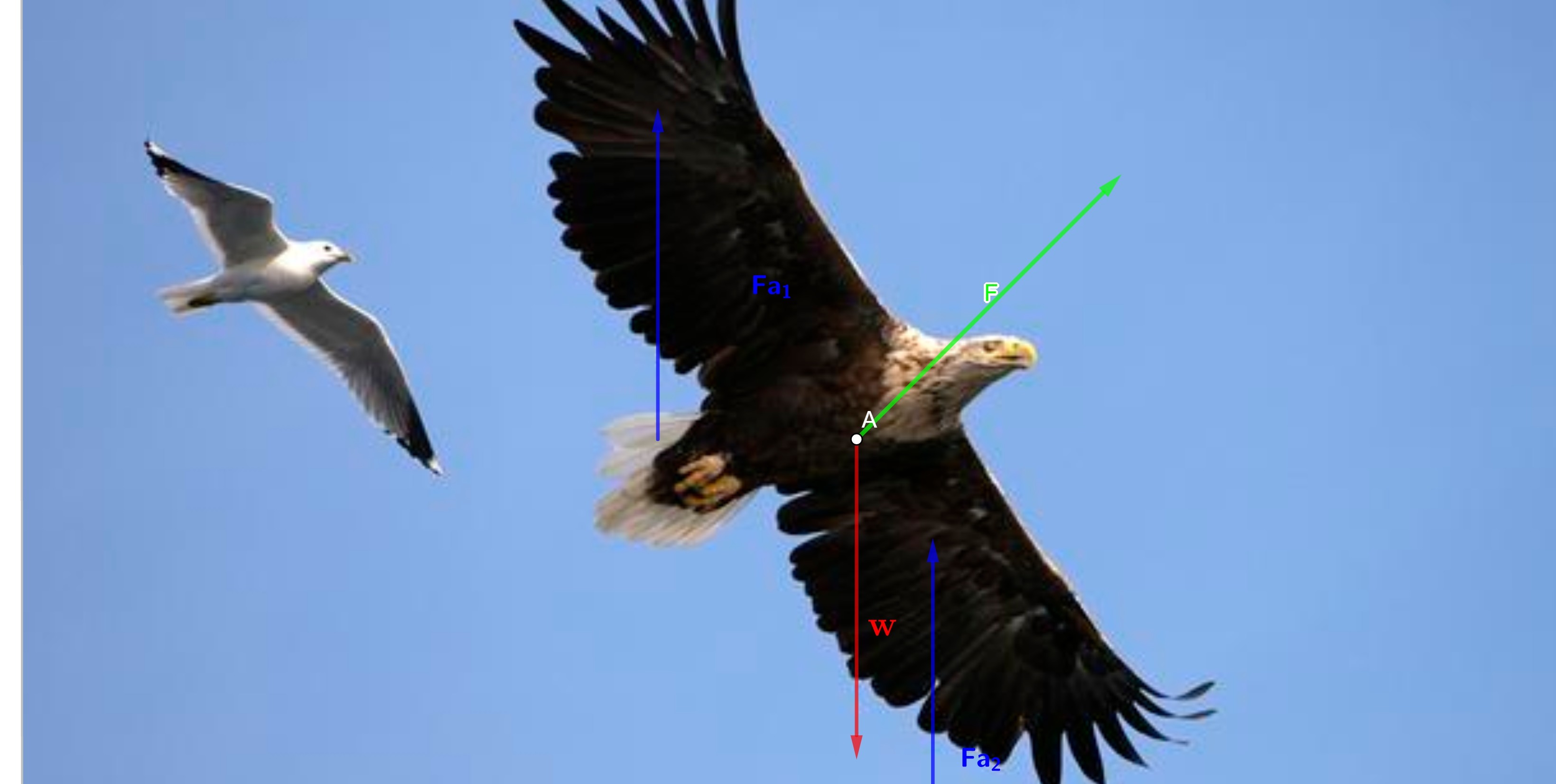 Detail Gambar Burung Sedang Terbang Nomer 40