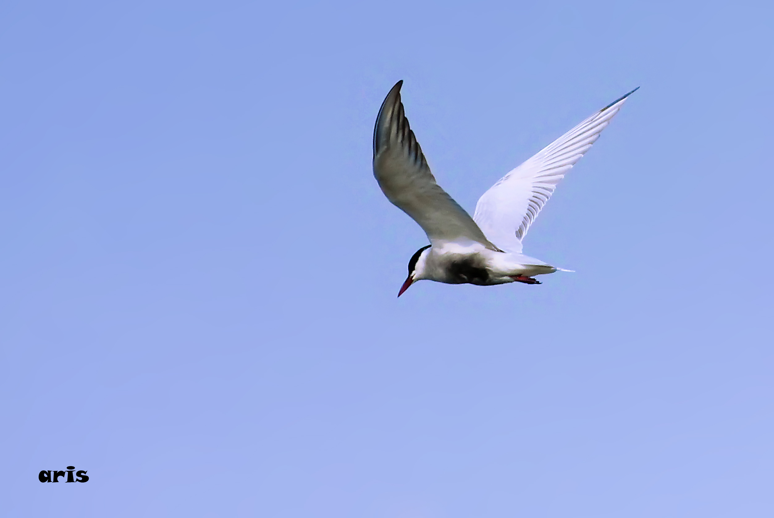 Detail Gambar Burung Sedang Terbang Nomer 7