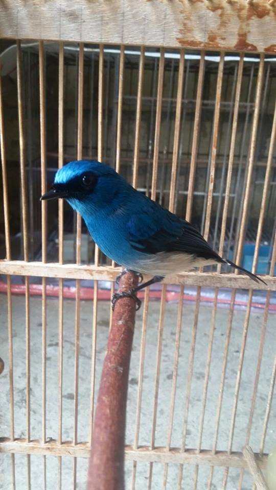 Detail Gambar Burung Selendang Biru Nomer 30