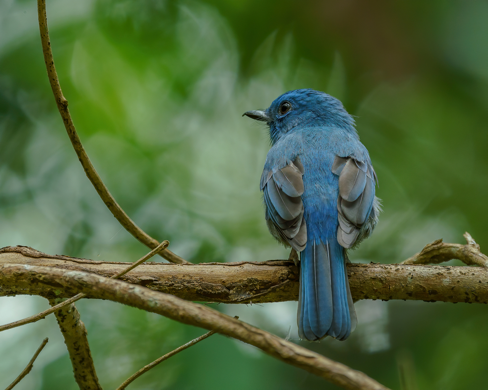 Detail Gambar Burung Selendang Biru Nomer 44