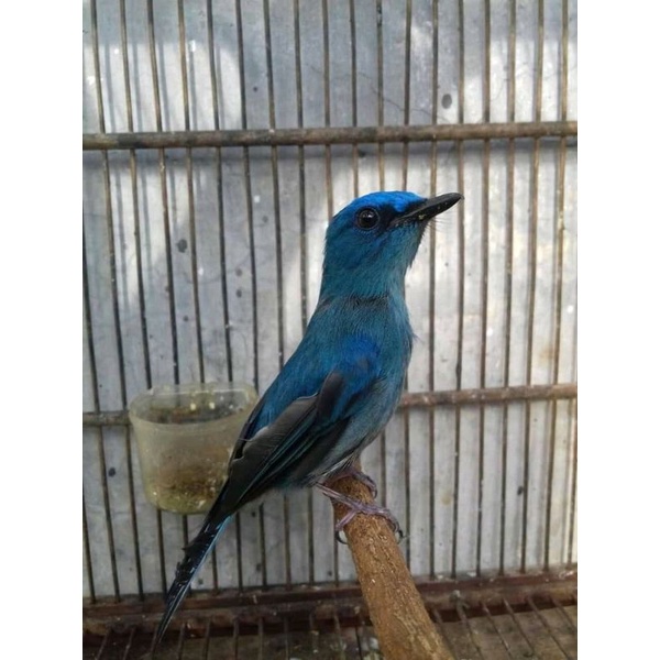 Detail Gambar Burung Selendang Biru Nomer 53
