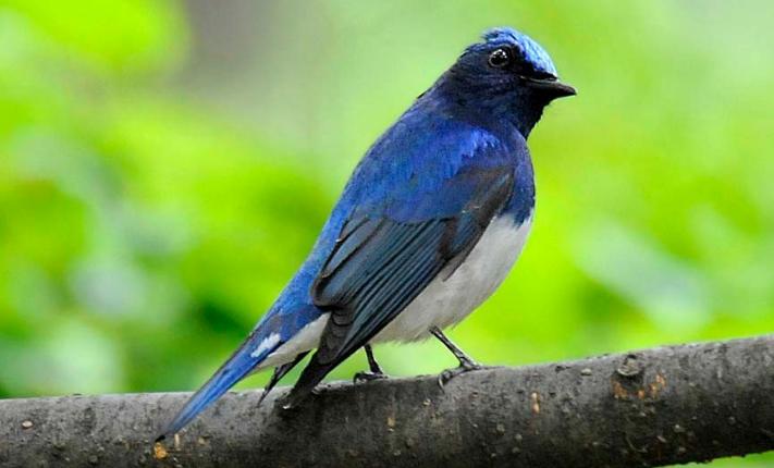 Detail Gambar Burung Selendang Biru Nomer 9